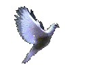 dove