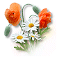 poppies